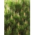 nasiona Kosodrzewina Montana szt.5 Flxx80