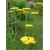 nasiona Krwawnik wiązówkowaty żółty szt.10 Flxx129