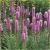 nasiona Liatra kłosowa fioletowa szt.10 Flxx131