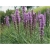 nasiona Liatra kłosowa fioletowa szt.10 Flxx131