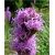 nasiona Liatra kłosowa fioletowa szt.10 Flxx131