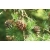 nasiona Modrzew daurski Ruprechta szt.5 Flxx46
