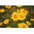 nasiona Nachyłek lancetowaty żółty szt.10 Flxx3