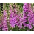 nasiona Naparstnica purpurowa szt.10 Flxx92