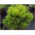 nasiona Sosna bośniacka szt.5 Flxx66