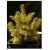 nasiona Świerk crassifolia szt.10 Flxx51