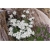 nasiona Szarotka alpejska szt.10 Flxx111