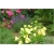 nasiona Wiesiołek missouryjski szt.10 Flxx120