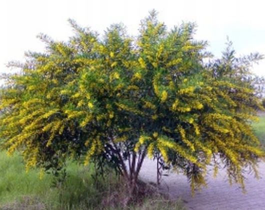 Akacja sina Acacia, Acacia cyanophylla