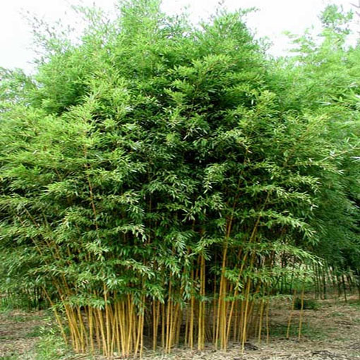 Bambus mrozoodporny, Phyllostachys pubescens