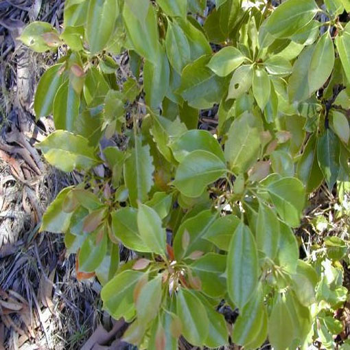Cynamonowiec kamforowy, Cinnamomum camphora