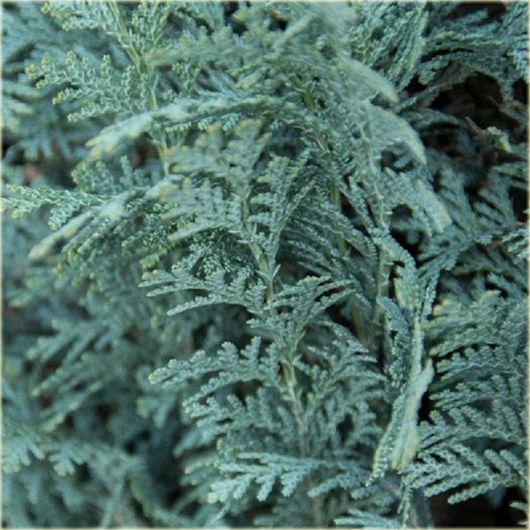 Cyprysik Lawsona, Chamaecyparis lawsoniana