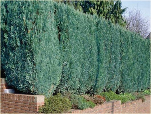 Cyprysik Lawsona, Chamaecyparis lawsoniana