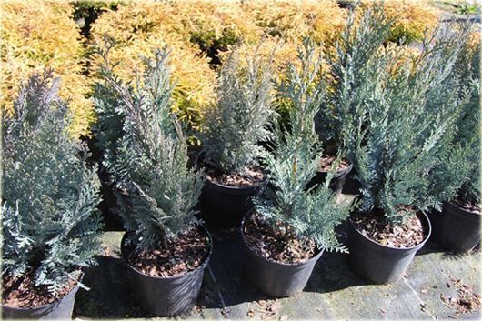 Cyprysik Lawsona, Chamaecyparis lawsoniana