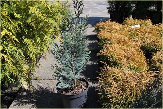 Cyprysik Lawsona, Chamaecyparis lawsoniana