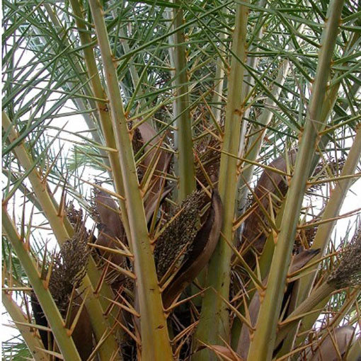 Daktylowiec leśny, Phoenix silvestris