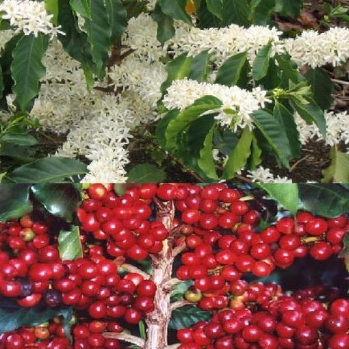Drzewko kawowe, Coffea arabica