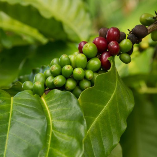 Drzewko kawowe, Coffea arabica