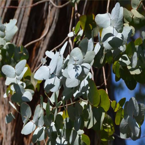 Eukalipus z Australi, Eucalyptus cinerea