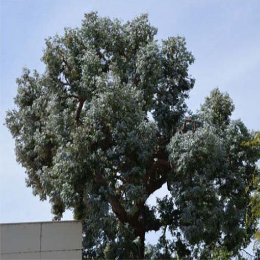 Eukalipus z Australi, Eucalyptus cinerea