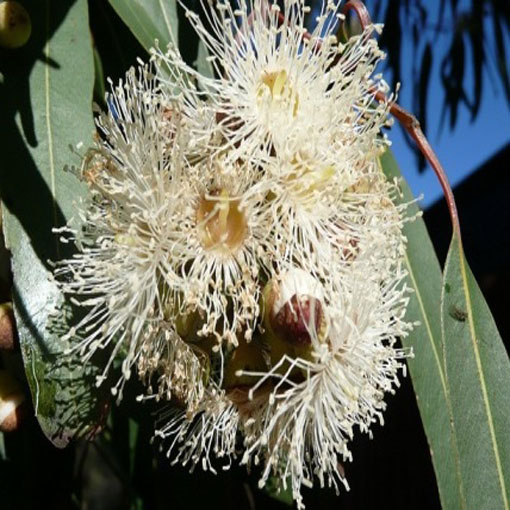 Eukaliptus cytrynowy, Eucalyptus citriodora