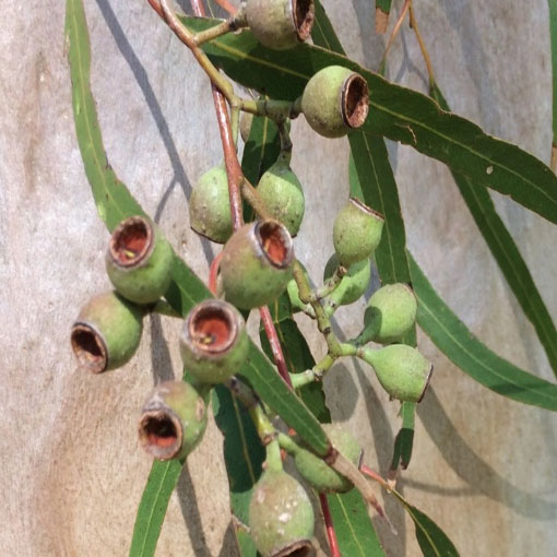 Eukaliptus cytrynowy, Eucalyptus citriodora