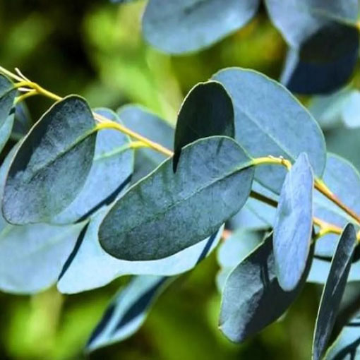 Eukaliptus Gunna, Eucalyptus gunnii