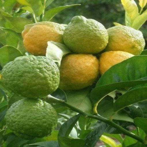 Limonka Kaffir, papeda, Citrus histrix