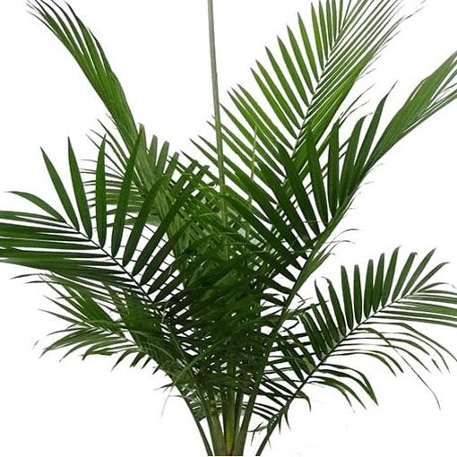 Majestic palm, Ravenea rivularis