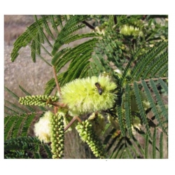 nasiona Albicja żółta Albizia szt5 Fore156