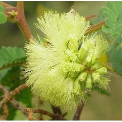 nasiona Albicja żółta Albizia szt5 Fore156