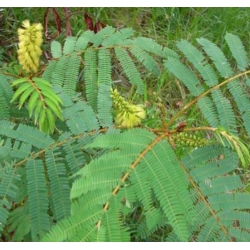 nasiona Albicja żółta Albizia szt5 Fore156