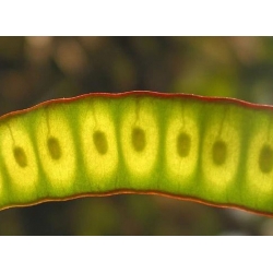 nasiona Albicja żółta Albizia szt5 Fore156