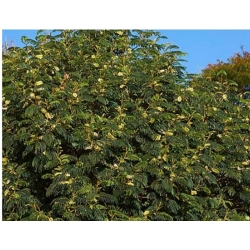 nasiona Albicja żółta Albizia szt5 Fore156