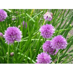 nasiona Szczypior Allium szt5 Fore123