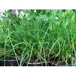 nasiona Szczypior Allium szt5 Fore123