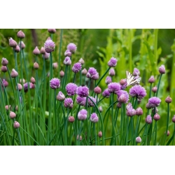 nasiona Szczypior Allium szt5 Fore123