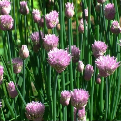 nasiona Szczypior Allium szt5 Fore123