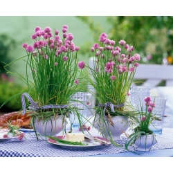 nasiona Szczypior Allium szt5 Fore123