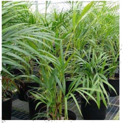 nasiona Areka żółtawa Chrysalidocarpus szt.1 Fore170