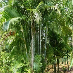 nasiona Areka żółtawa Chrysalidocarpus szt.1 Fore170