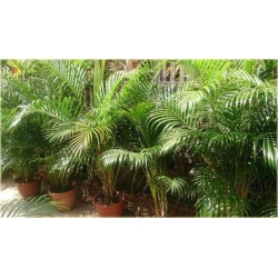 nasiona Areka żółtawa Chrysalidocarpus szt.1 Fore170