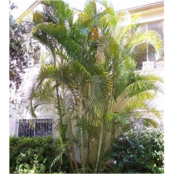 nasiona Areka żółtawa Chrysalidocarpus szt.1 Fore170