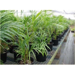 nasiona Areka żółtawa Chrysalidocarpus szt.1 Fore170