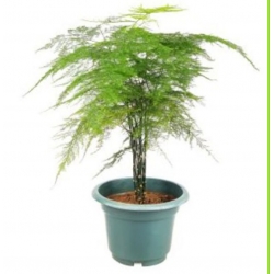 nasiona Asparagus pierzasty Asparagus szt5 Fore158