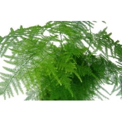 nasiona Asparagus pierzasty Asparagus szt5 Fore158