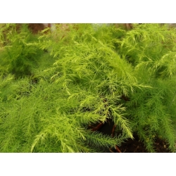 nasiona Asparagus pierzasty Asparagus szt5 Fore158