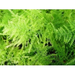 nasiona Asparagus pierzasty Asparagus szt5 Fore158