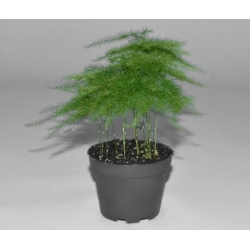 nasiona Asparagus pierzasty Asparagus szt5 Fore158