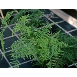 nasiona Asparagus pierzasty Asparagus szt5 Fore158